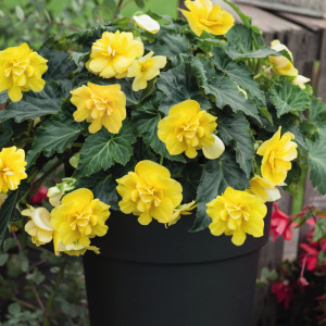 Begonia Nonstop Joy Yellow