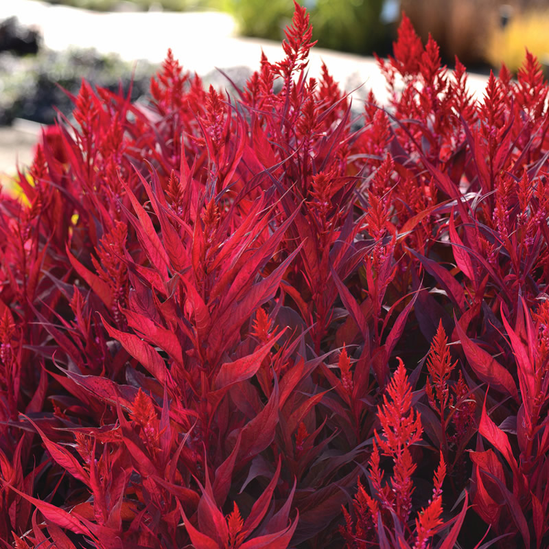 Celosia Dragon's Breath