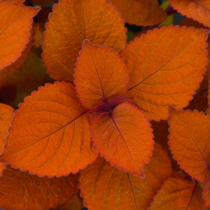 Coleus Campfire