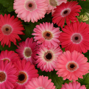 Gerbera Revolution Bicolor Rose Shades