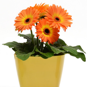 Gerbera Revolution Bicolor Yellow Orange