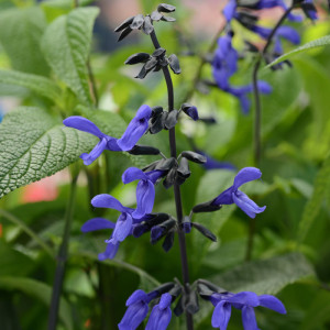 Salvia Black and Bloom