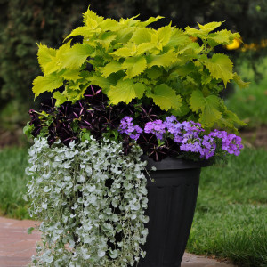 Container Garden