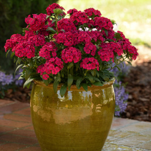 Pink Jolt Dianthus