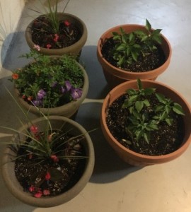 Monica finished pots 1