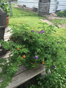 Citronella Scented Geranium